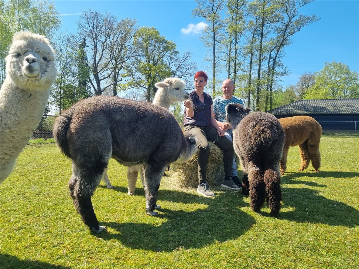 Alpaca-Ranch-dn-Achterhoek-eigenaren-staan-tussen-de-alpacas