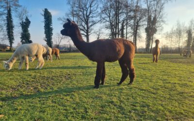 B&B / Alpaca Ranch d’n Achterhoek